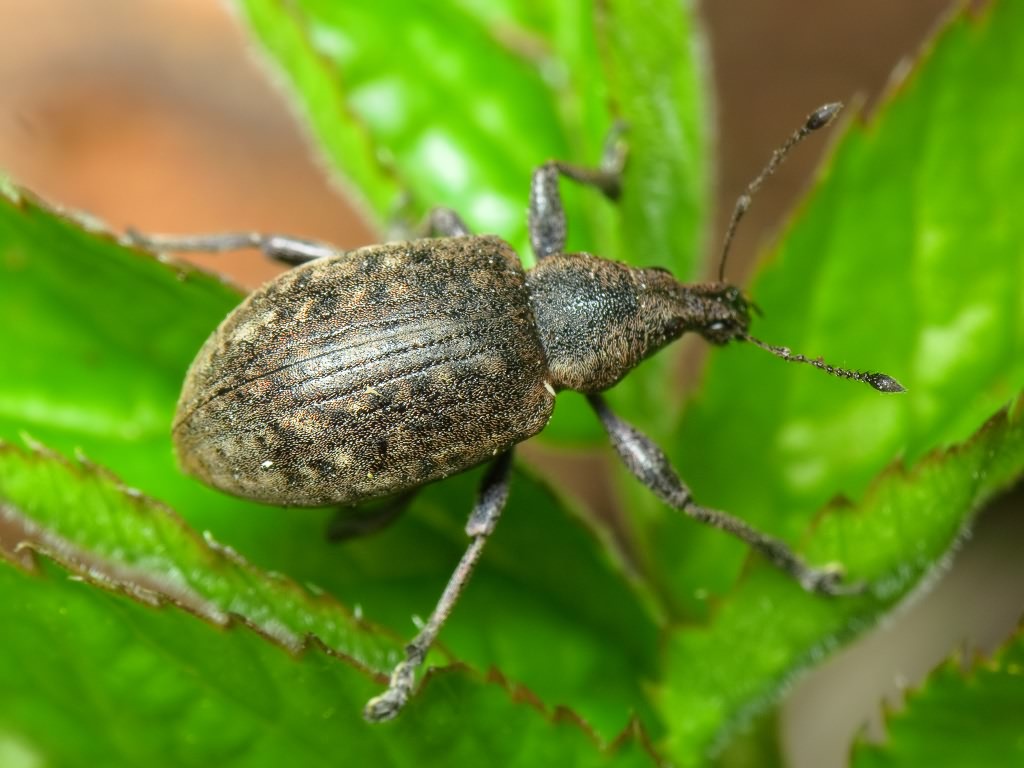 Liophloeus tessulatus (Müller, 1776)